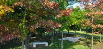 Visite de l'Arboretum