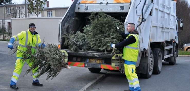 ramassage-sapins-noel