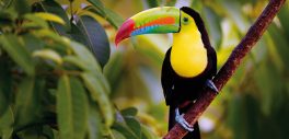 Costa Rica, en quête d’un Eden
